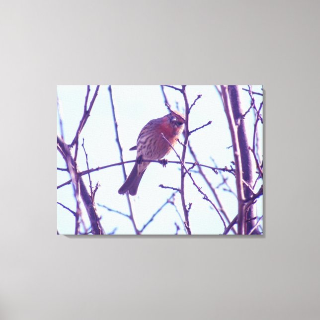 Canvas Print - Red Sparrow in Tree (Front)