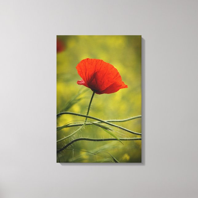 Canvas Print - Single Poppy Flower In Bloom (Front)