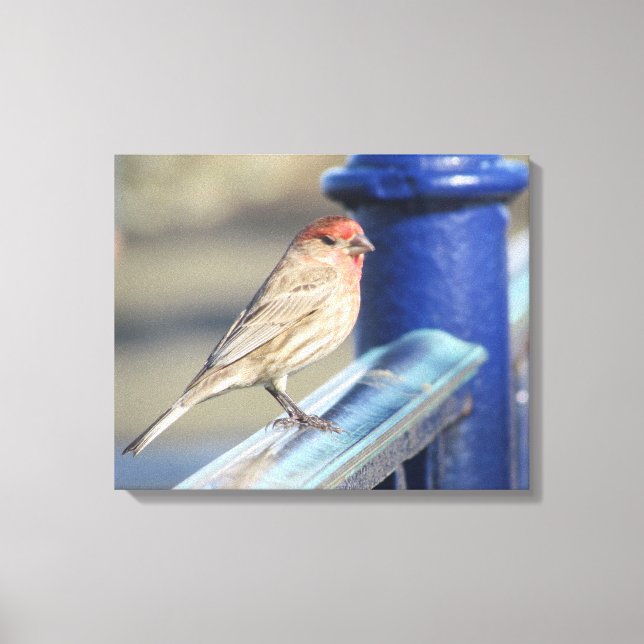 Canvas print - Sparrow on Blue Fence (Front)