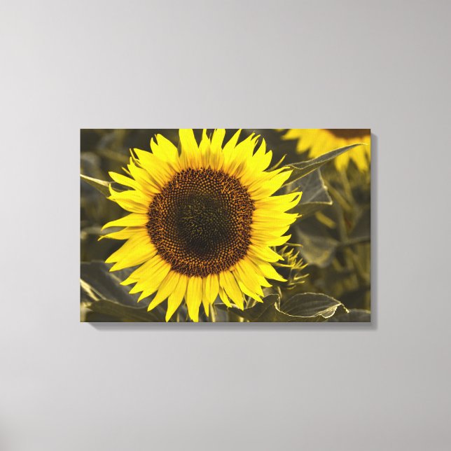 Canvas Print Sunflower In Field Photograph (Front)