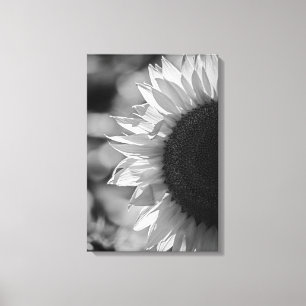 Canvas Print Sunflower In The Field BW