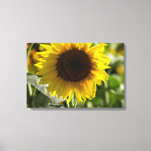 Canvas Print - Sunflower Isolated In Field