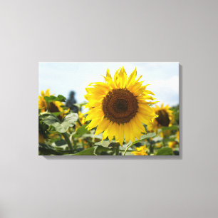 Canvas Print - Sunflower Vibrance