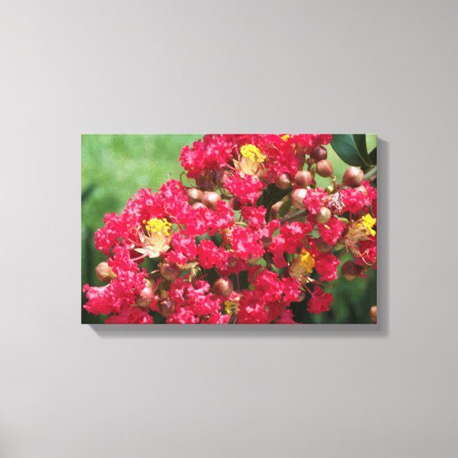 Canvas Print The Red Crepe Myrtle Bloom (Front)