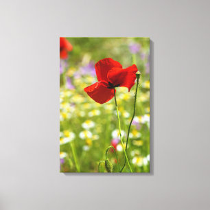 Canvas Print - The Red Poppy