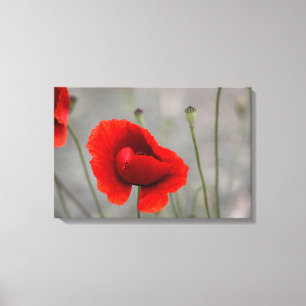 Canvas Print The Red Poppy