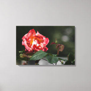 Canvas Print The Withering Rose