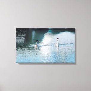 Canvas Print - Western Grebe in Harbour