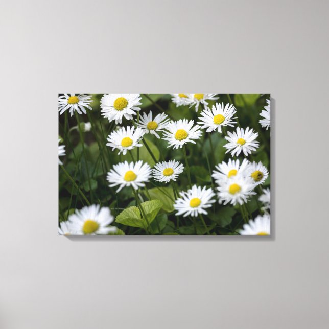 Canvas Print Wild Daisies Photography (Front)
