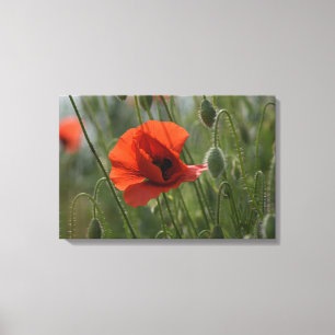 Canvas Print - Wild Red Poppy