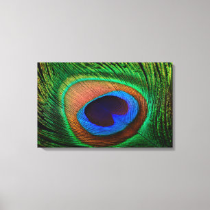 Canvas print with colourful peacock feather image