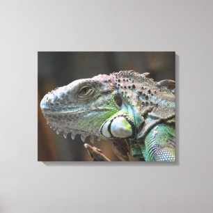 Canvas Print with head of colourful Iguana lizard