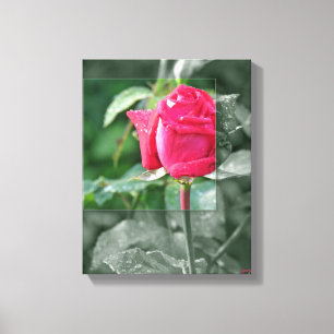 CANVAS Red Rose Bud Print