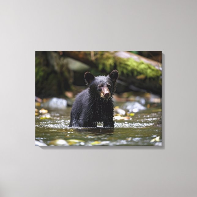 Canvas Wall Art-Yellowstone Black Bear Cub (Front)