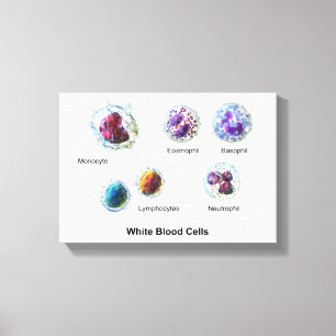 Canvas White Blood Cells Leukocytes Diagram  Print