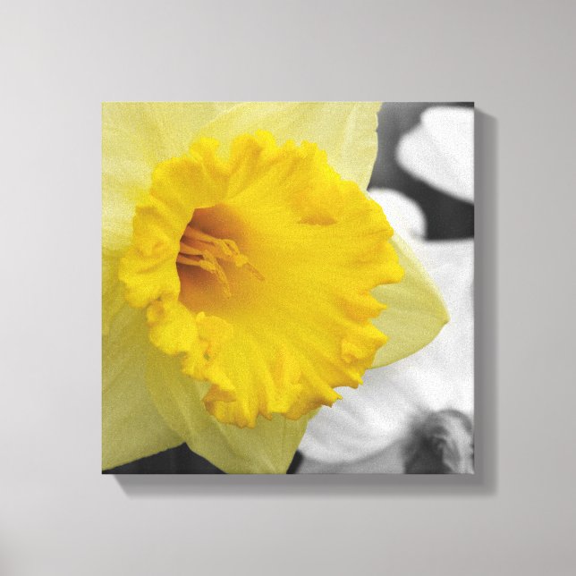 canvas with yellow narcissus (Front)