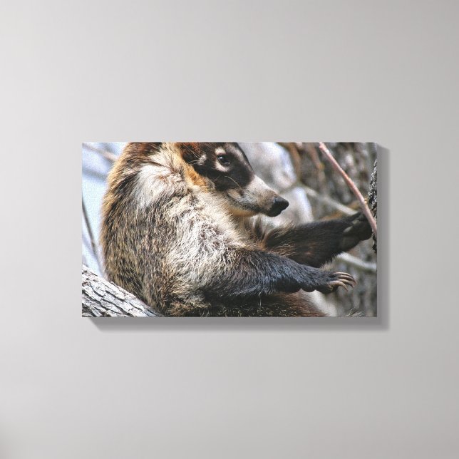 Canvas Wrap: Coatimundi #3 (Front)