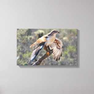 Canvas Wrap: Ferruginous Hawk