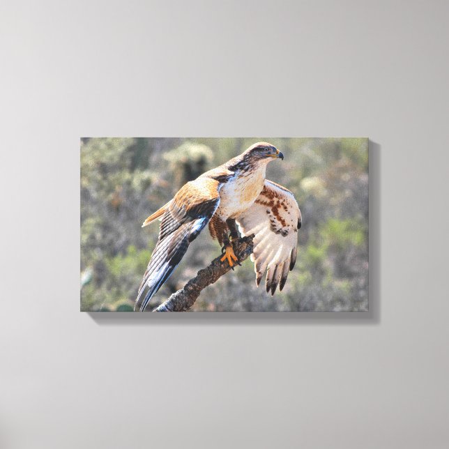 Canvas Wrap: Ferruginous Hawk (Front)