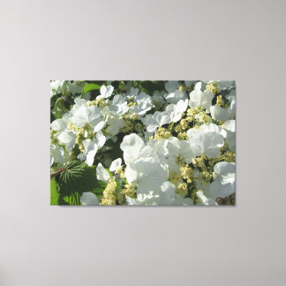 Canvas - Wrapped - Doublefile Viburnum I Print