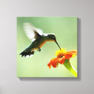 Canvas wrapped print of hummingbird and flower