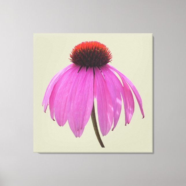 Canvas - Wrapped - Purple Coneflower - Echinacea Print (Front)