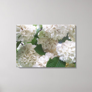 Canvas - Wrapped - White Hydrangeas l