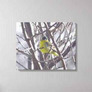 Canvas - Yellow Finch in Winter Branches