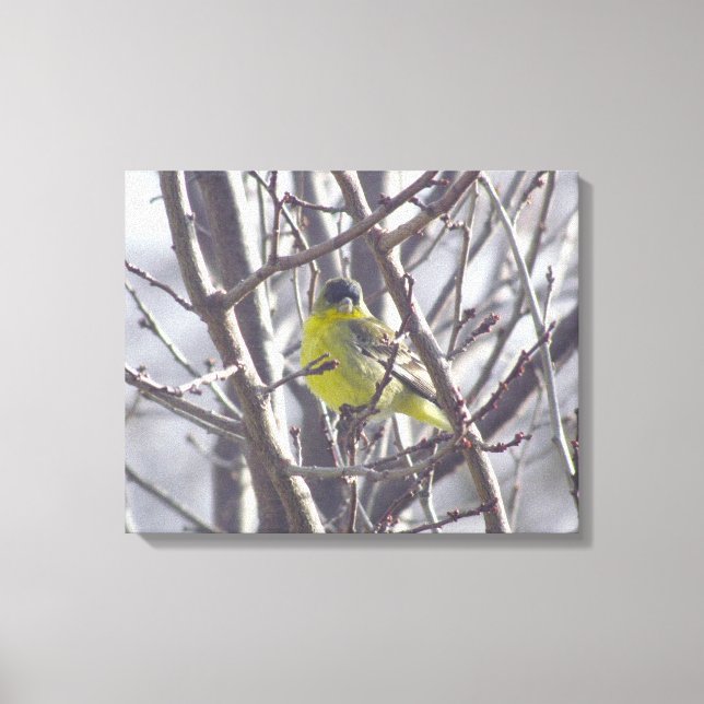Canvas - Yellow Finch in Winter Branches (Front)