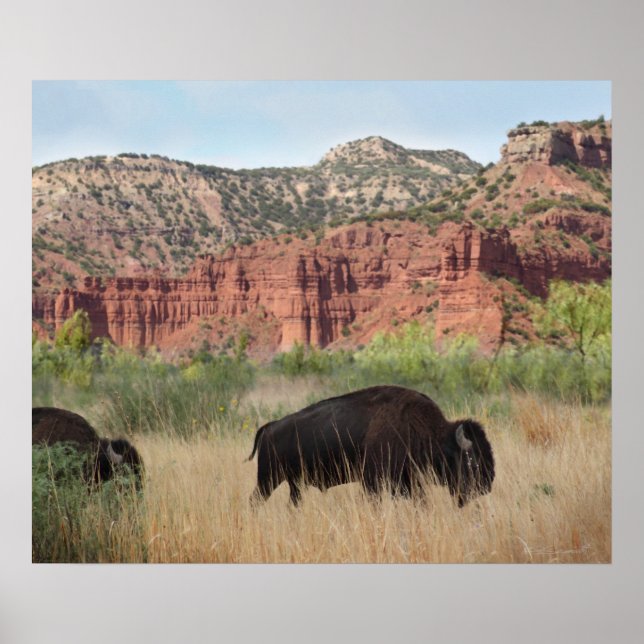 Canyon Buffalo Art Print -24x20 -other sizes also (Front)