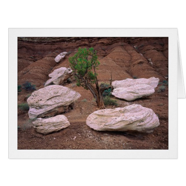 "Canyon Pods" (Devant horizontal)