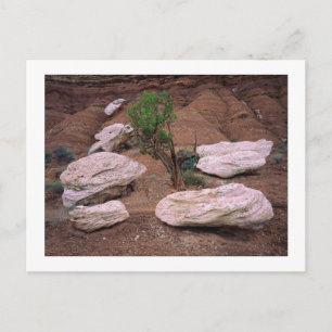 "Canyon Pods" Postcard