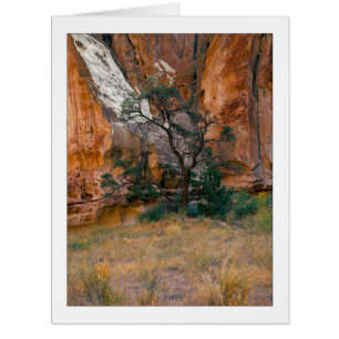 "Canyon View With Tree"