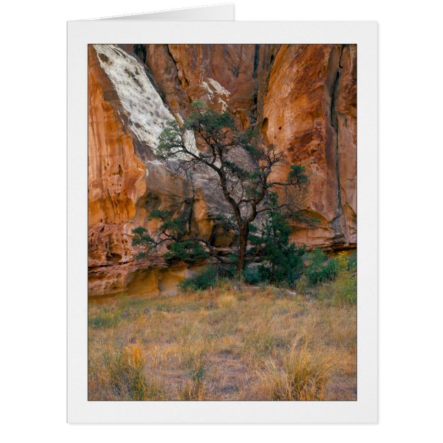 "Canyon View With Tree" (Devant)