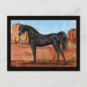 Canyon Wonder Arabian horse postcard