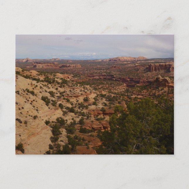 Canyonlands View from Neck Springs Trail Postcard (Front)