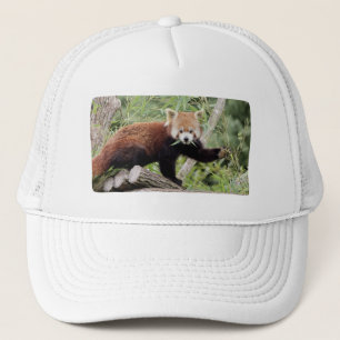 Cap Photo red panda , animals 0003.
