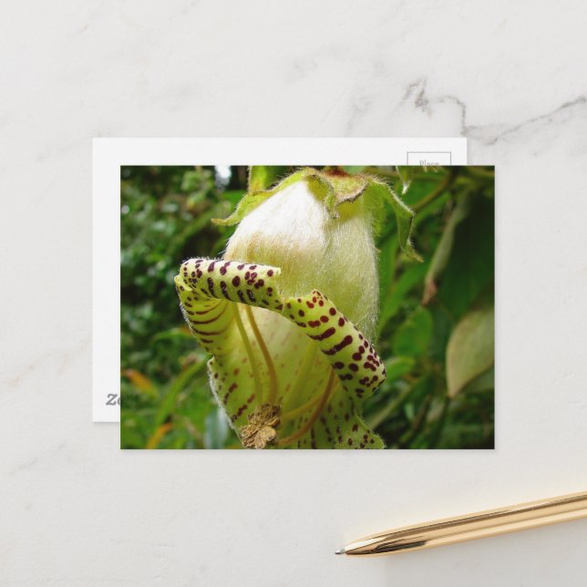 Capanea Grandiflora Postcard (Front/Back In Situ)