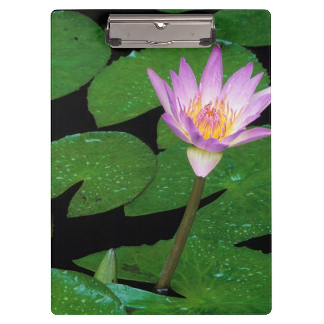 Cape Blue Water Lily (Nymphaea Capensis) Clipboard (Front)