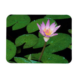 Cape Blue Water Lily (Nymphaea Capensis) Magnet