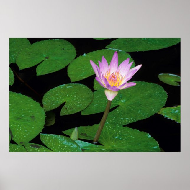 Cape Blue Water Lily (Nymphaea Capensis) Poster (Front)