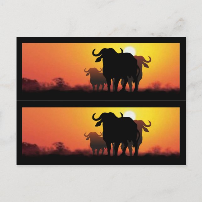 Cape Buffalo Book Markers Postcard (Front)