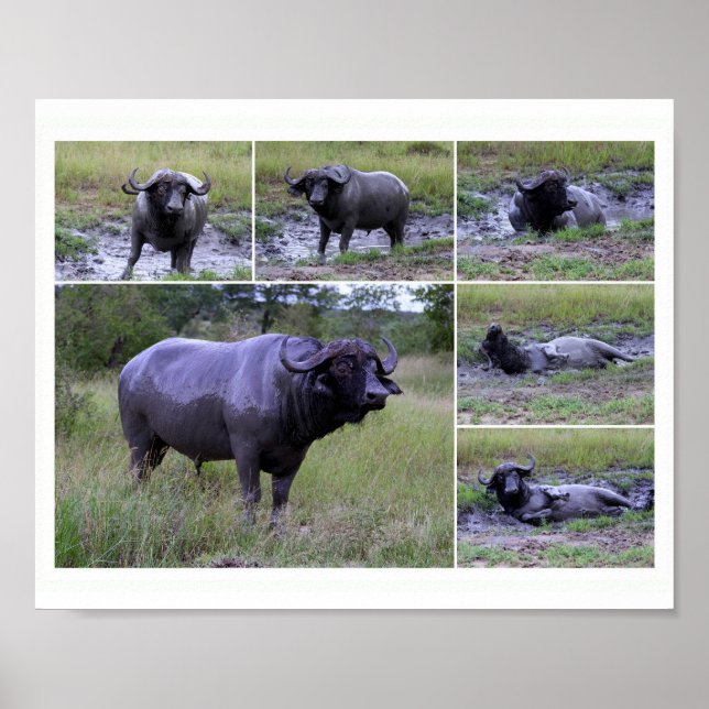 Cape Buffalo Boud Bath 10 par 8 Poster (Devant)