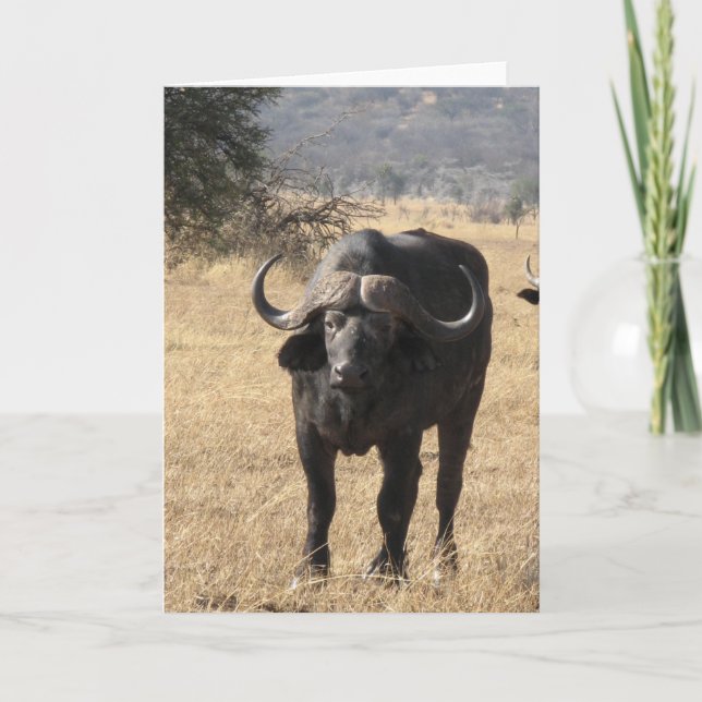 Cape Buffalo Card (Front)