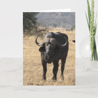 Cape Buffalo Card