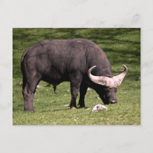 Cape Buffalo Eating Postcard