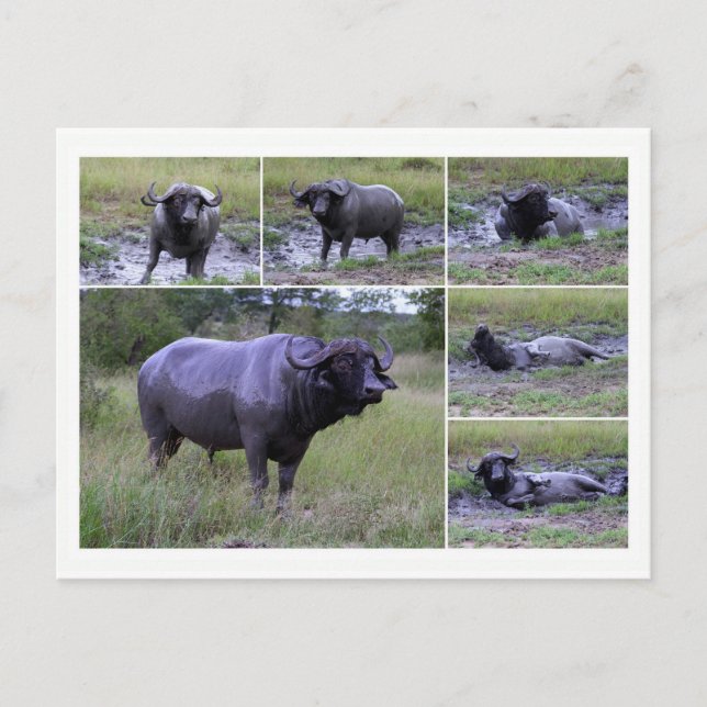 Cape Buffalo Enjoying Mud Bath, South Africa Postcard (Front)