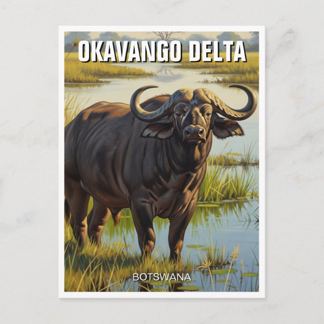 Cape Buffalo in Okavango Delta Botswana Postcard (Front)