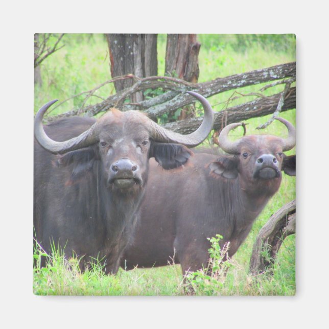 cape buffalo magnet (Front)