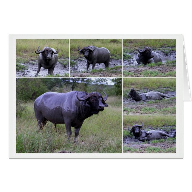 Cape Buffalo Mud Bath Collage Card (Front Horizontal)